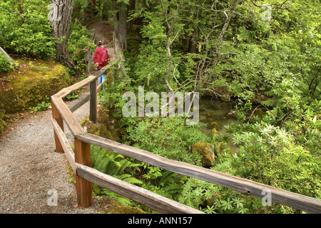 Leiter Creek Falls Trail Newhalem Seattle City leichte Firma Ross Lake National Recreation Area Stockfoto