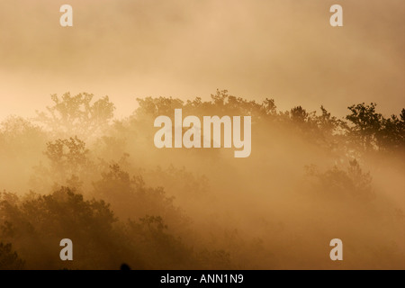 Am frühen Morgen golden Nebel in den Bäumen Stockfoto