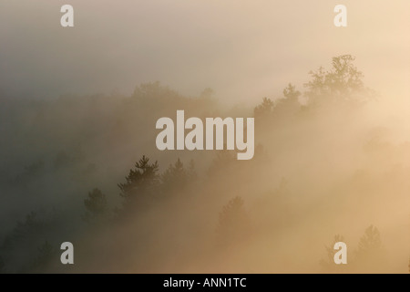 Bäume im Nebel am frühen Morgen Stockfoto