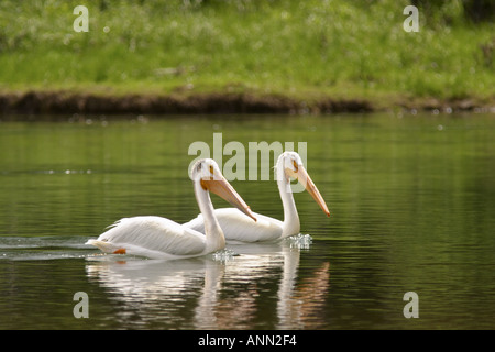 Zwei amerikanische weiße Pelikane schwimmen in der Snake River Oxbow Bend Grand Teton National Park Teton County, Wyoming, USA Stockfoto