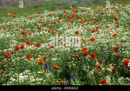 Margeriten und Mohn Stockfoto