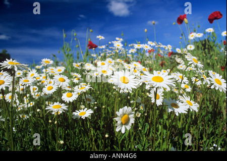 Margeriten und Mohn Stockfoto