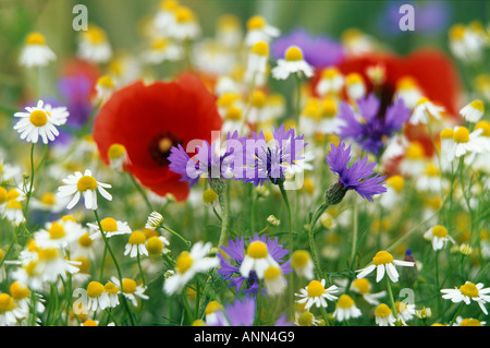 Margeriten, Mohn und Kornblumen Stockfoto