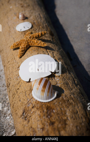 Seestern, Sand-Dollars und Muscheln auf Log, Florida, Vereinigte Staaten Stockfoto