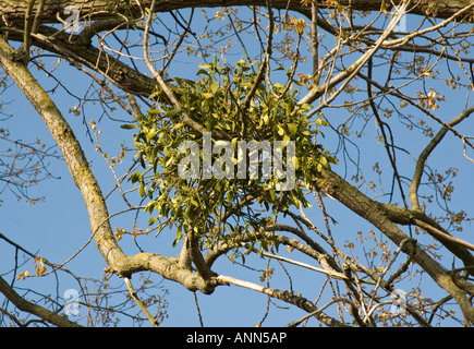 Europäische Mistel "Viscum Album" auf einem Baum im Vereinigten Königreich Stockfoto