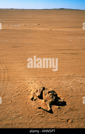 Ein gut verfaulenden Körper eines Toten Kamels in der Wüste Sahara Stockfoto