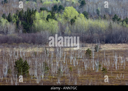 Hang mit aufstrebenden Laub in Espen mit Blick auf Runzelblatt Moor größere Sudbury, Ontario Stockfoto