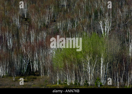 Aufkommende Frühling Laub in Birken auf Hügel größere Sudbury Ontario Stockfoto