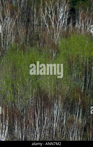 Aufkommende Frühling Laub in Birken auf Hügel größere Sudbury Ontario Stockfoto