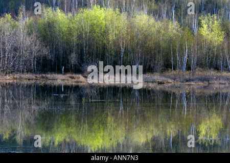 Hang mit aufstrebenden Laub in Espen spiegelt sich im Teichwasser größere Sudbury, Ontario Stockfoto