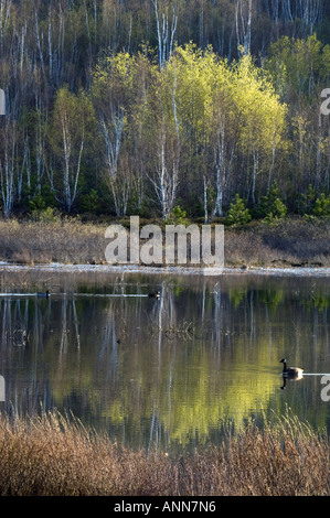 Hang mit aufstrebenden Laub in Espen spiegelt sich im Teichwasser mit wandernden Wasservögel größere Sudbury Ontario Stockfoto