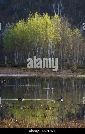 Hang mit aufstrebenden Laub in Espen spiegelt sich im Teichwasser mit wandernden Wasservögel größere Sudbury Ontario Stockfoto