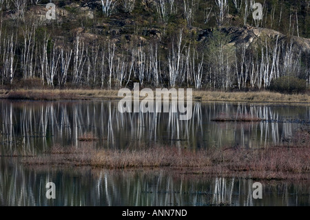 Hang mit aufstrebenden Laub in Birken spiegelt sich im Teichwasser größere Sudbury Ontario Stockfoto