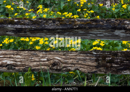 Zeder gespalten Zaun mit Sumpfdotterblumen melancholischen Populationen Sheguiandah Ontario Stockfoto