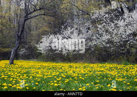 Löwenzahn auf Rasen mit blühenden Elsbeere Büschen Mindemoya Ontario Stockfoto