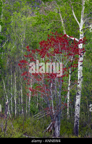 Frühling Laub in Aspen und rot-Ahorn Bäume mehr Sudbury Ontario Stockfoto