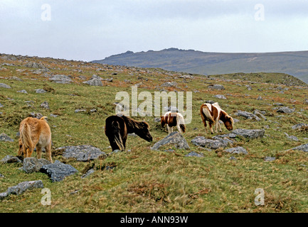 0130 Dartmoor Ponys Devon England Stockfoto