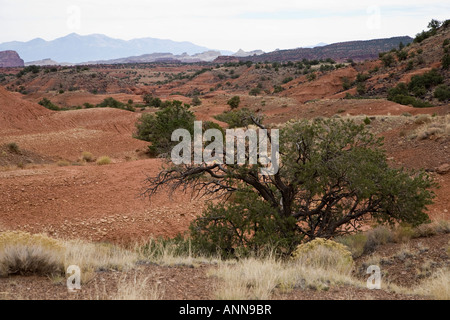 Genial aus rotem Sandstein, die Felswände im Capitol Reef National Park, Utah, USA Stockfoto