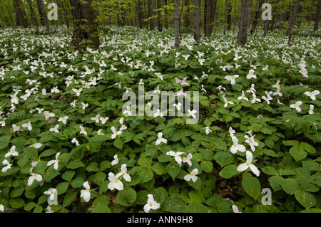 Buche Ahorn Waldstück mit Trillium anzeigen Billings Township Manitoulin Island, Ontario Stockfoto