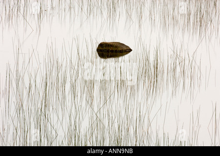 Teilweise unter Wasser Felsblock mit Seggen und Schilf in Alvar Teich, Little Current Manitoulin Island, Ontario, Kanada Stockfoto