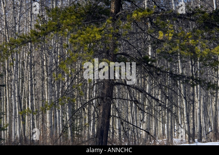 Aspen Wald- und Kiefer auf fernen Pyramide Bergstraße, Jasper Nationalpark, Alberta, Kanada Stockfoto