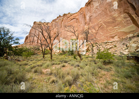 Genial aus rotem Sandstein, die Felswände im Capitol Reef National Park, Utah, USA Stockfoto