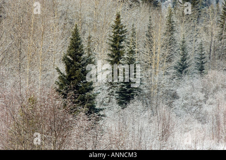 Schneebedeckte Bäume am Hwy 16 westlich von Jasper, Jasper Nationalpark, Alberta, Kanada Stockfoto