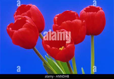 Rote Tulpen / Tulipa Stockfoto