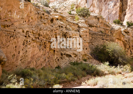 Genial aus rotem Sandstein, die Felswände im Capitol Reef National Park, Utah, USA Stockfoto