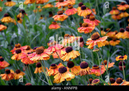 Helenium Sahins frühen Blumen Stockfoto