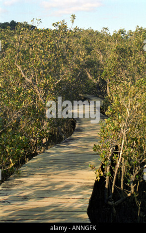 Boardwalk durch Mangroven, Waitangi, Nordinsel, Neuseeland Stockfoto