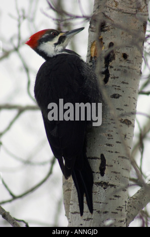 Pileated Woodpecker Dryocopus pileatus an der Bohrung im Winter Aspen Tree Ontario Federpicken, Stockfoto