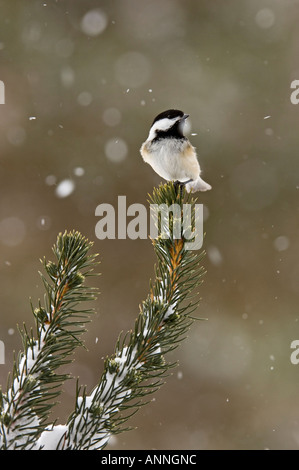 Schwarz capped chickadee Poecile Poecile atricapillus Winter Besucher in Jack thront Kiefer Ast im Schneesturm Ontario, Stockfoto