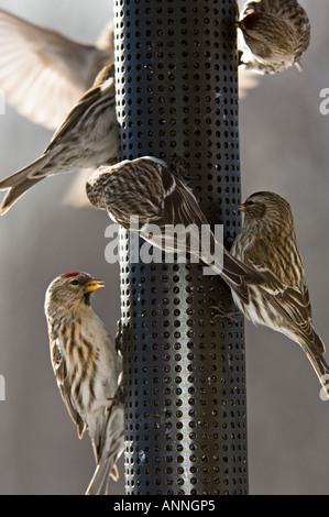 Common Redpoll Acanthis flammea Winter Besucher Fütterung auf niger Särohr feeder Ontario, Stockfoto