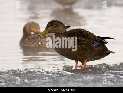 American Black Duck Anas rubripes Überwinternde Vogelarten stehen auf Eis an den Rand des offenen Wassers Sudbury, Ontario, Stockfoto