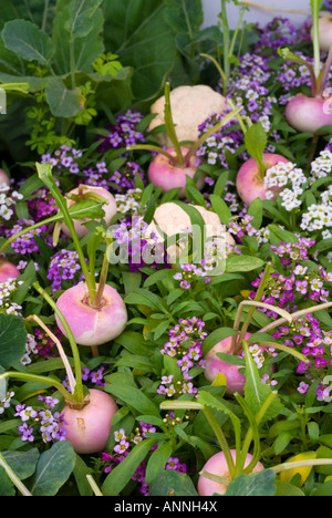 Rüben mit Blumen im Garten wachsen; Gemüse wächst mit blühenden Pflanzen (Alyssum Sweet / Lobularia) Stockfoto