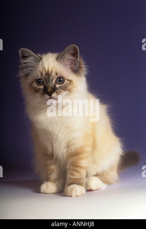 Heiligen Katze von Birma - Kätzchen sitzen Stockfoto