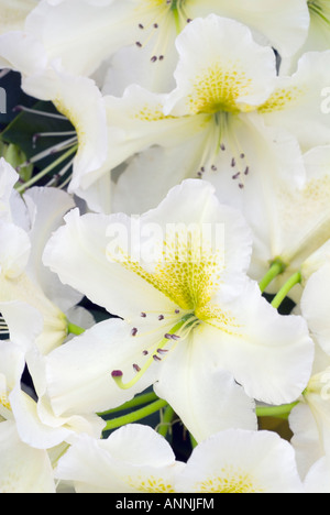 Rhododendron "Creme Brulee" Closeup Nahaufnahme Portrait der weißen & gelb gold Blumen klar hervorgeht, Staubgefäße und Stempel Stockfoto