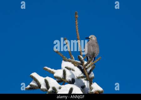 Clarks Nussknacker Nucifraga columbiana Nationalpark Banff Alberta Lake Louise Stockfoto