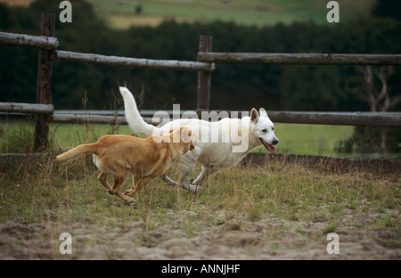 halbe Rasse Hund und weißer Schweizer Schäferhund - läuft auf Wiese Stockfoto