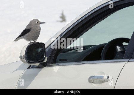 Clarks Nussknacker Nucifraga columbiana zahme Vogel sitzt auf geparkten Fahrzeug. Banff National Park in Alberta Stockfoto