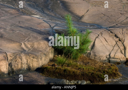 White Pine (Pinus strobus) Bäumchen, die an der basis von Granit Felsen befleckt durch Abfluss Killarney Provincial Park, Ontario, Kanada Stockfoto