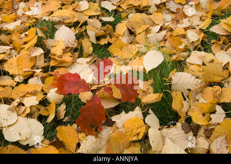 Roteiche (Quercus rubra) Sämling mit gefallenen Birkenblätter, Greater Sudbury, Ontario, Kanada Stockfoto