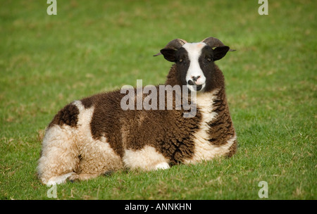 Jakobs Schafe zur Festlegung Stockfoto