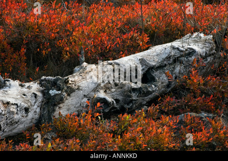 Gebüsch Heidelbeere (Vaccinium angustifolium) Herbst Strauch mit Totholz, Greater Sudbury, Ontario, Kanada Stockfoto