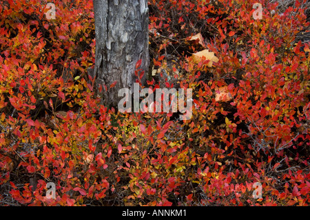 Gebüsch Heidelbeere (Vaccinium angustifolium) Herbst Strauch mit Totholz Wahnapitae, Greater Sudbury, Ontario, Kanada Stockfoto