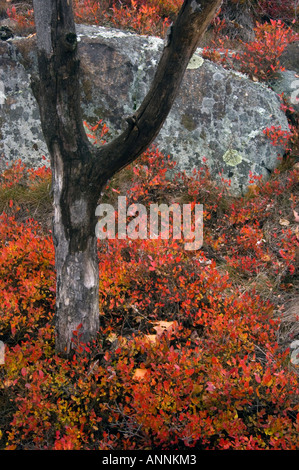 Gebüsch Heidelbeere (Vaccinium angustifolium) Herbst Strauch mit Totholz Wahnapitae, Greater Sudbury, Ontario, Kanada Stockfoto