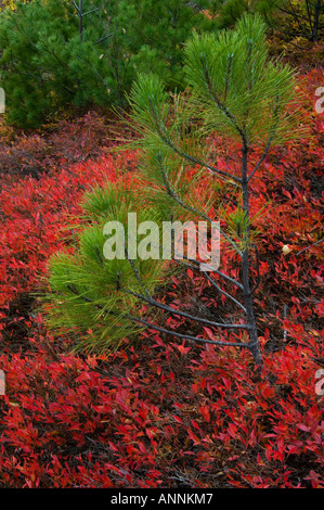 Gebüsch Heidelbeere (Vaccinium angustifolium) Herbst Strauch mit Red Pine, Greater Sudbury, Ontario, Kanada Stockfoto