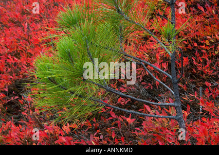 Gebüsch Heidelbeere (Vaccinium angustifolium) Herbst Strauch mit Red Pine, Greater Sudbury, Ontario, Kanada Stockfoto