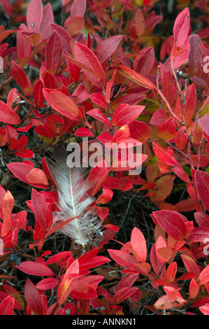 Gebüsch Heidelbeere (Vaccinium angustifolium) Herbst Strauch mit Feder Naughton, grössere Sudbury, Ontario, Kanada Stockfoto